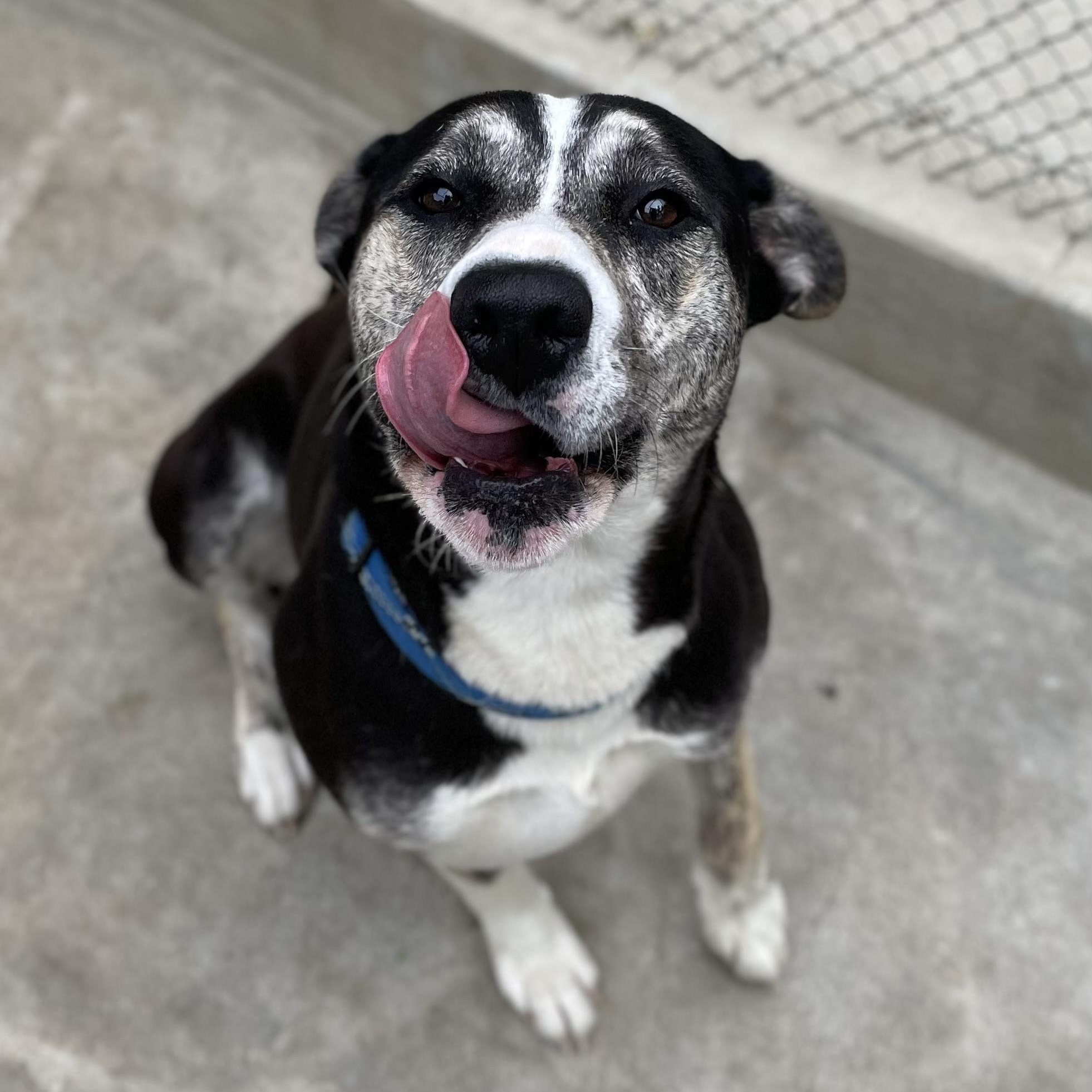 Enlarge Chili, a Adoptable mixed breed in Hollister, CA image 3/6