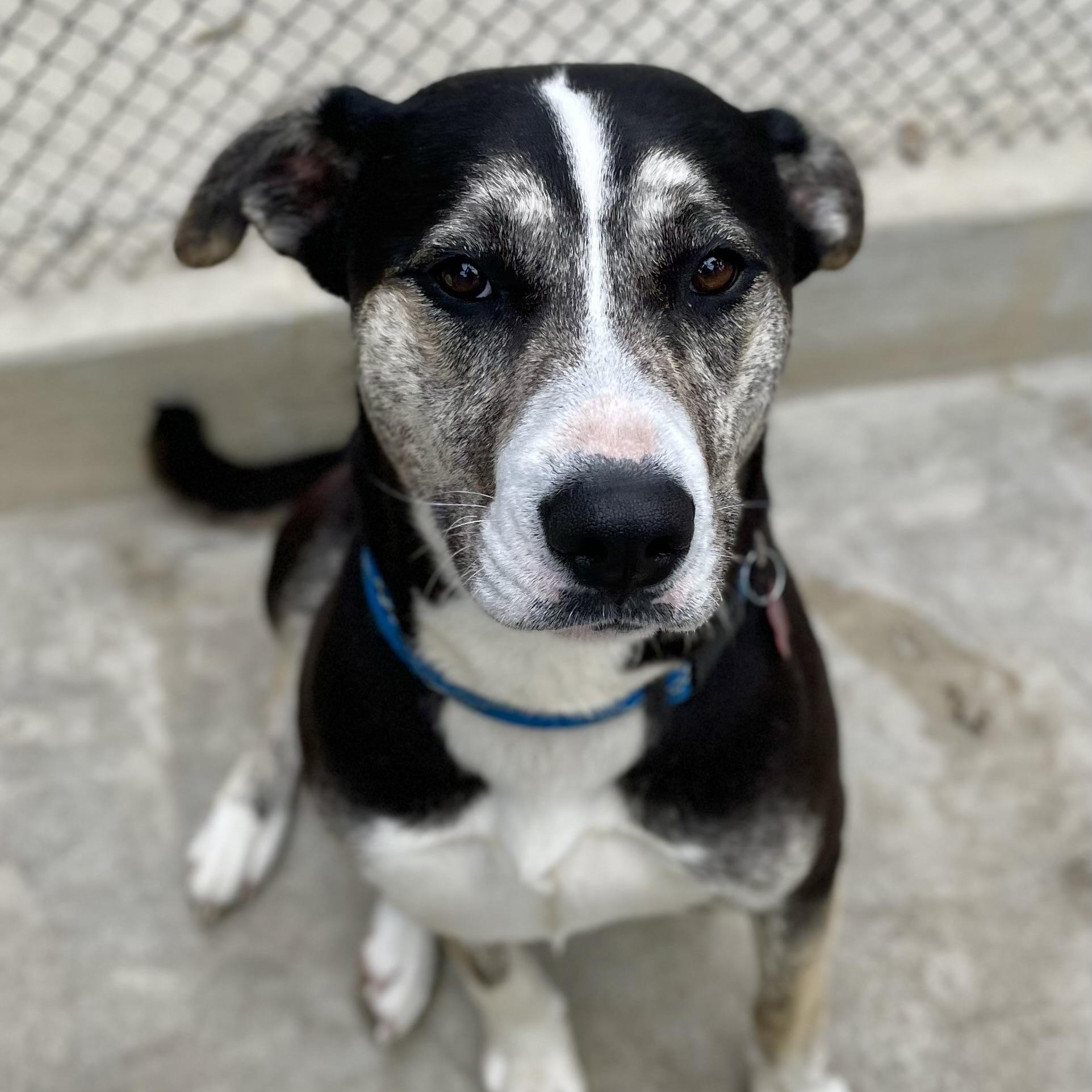 Enlarge Chili, a Adoptable mixed breed in Hollister, CA image 4/6