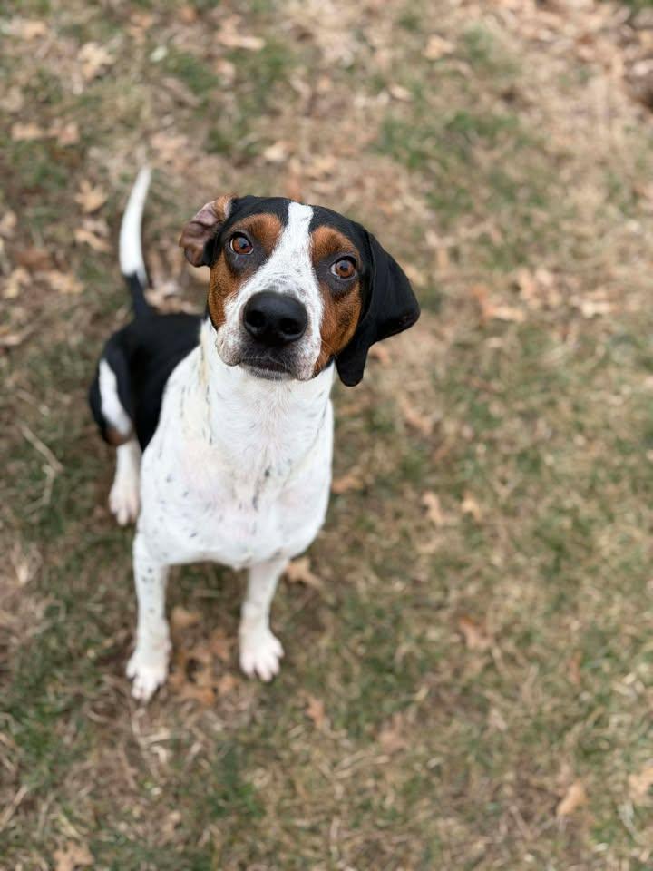 Enlarge Luke , a ADOPTABLE Coonhound in Brownstown, IN image 4/4