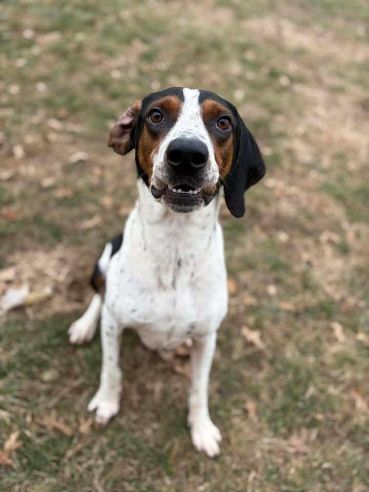 Enlarge Luke , a ADOPTABLE Coonhound in Brownstown, IN image 3/4
