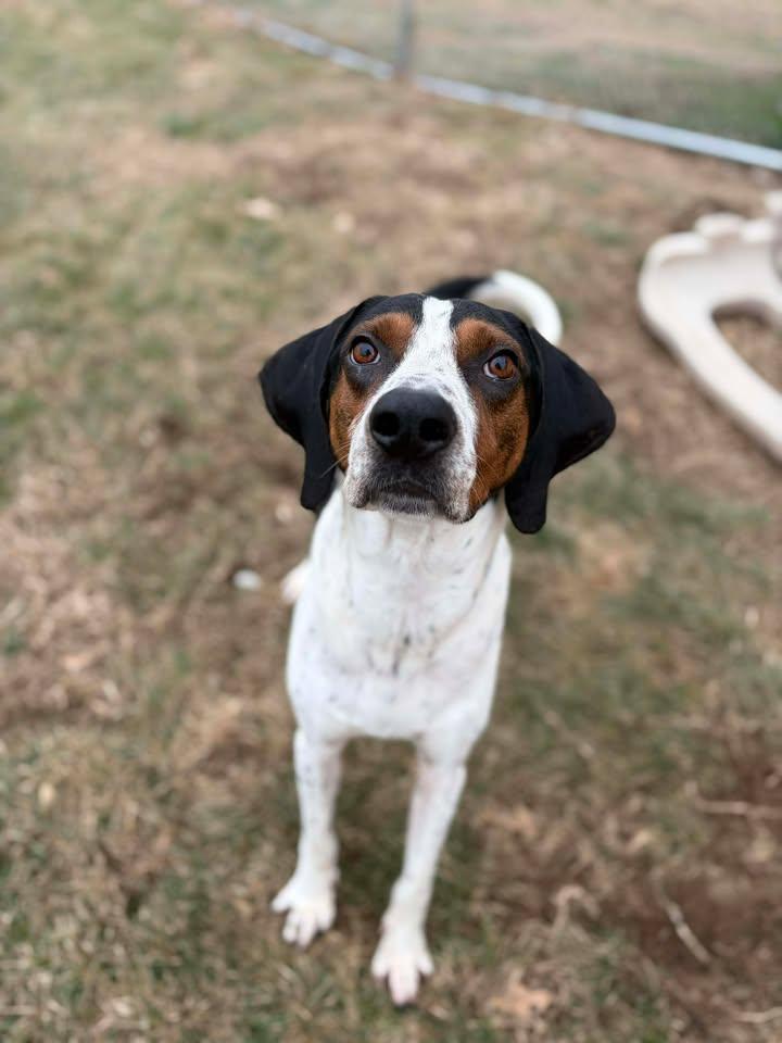 Luke , ADOPTABLE, Adult Male Coonhound.
