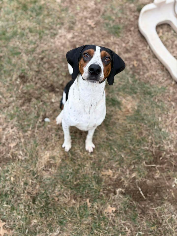 Enlarge Luke , a ADOPTABLE Coonhound in Brownstown, IN image 2/4