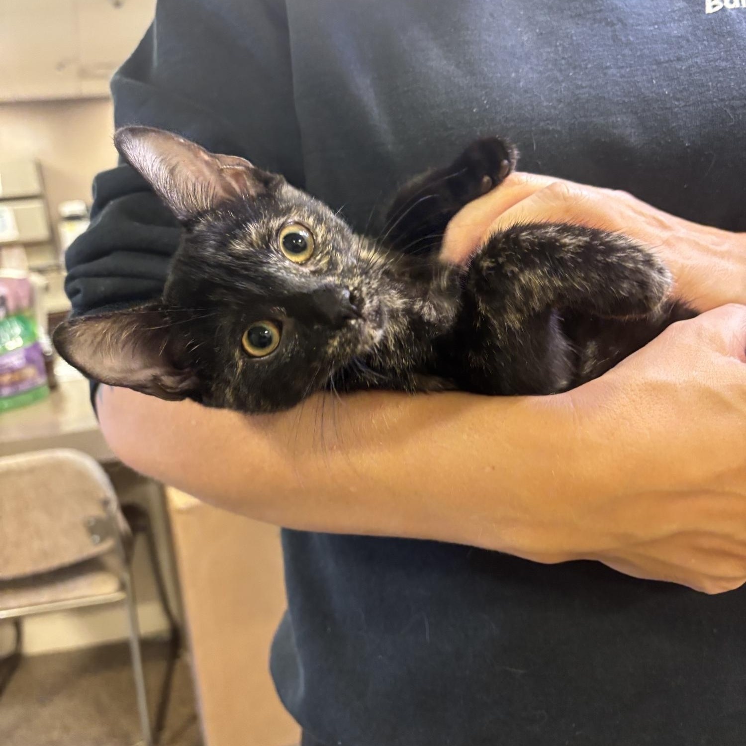 Toadette CS-297/26, Adoptable, Kitten Female Domestic Short Hair.