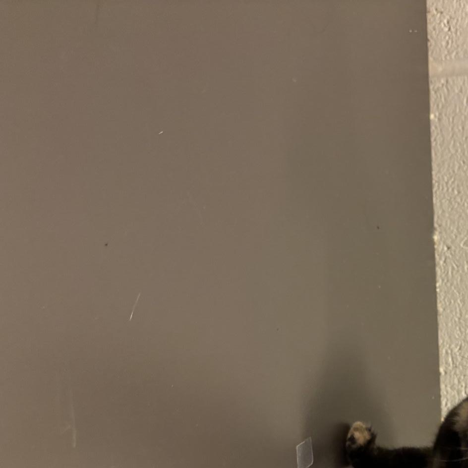 Enlarge Toadette CS-297/26, a Adoptable Domestic Short Hair in Burlington, ON image 2/2