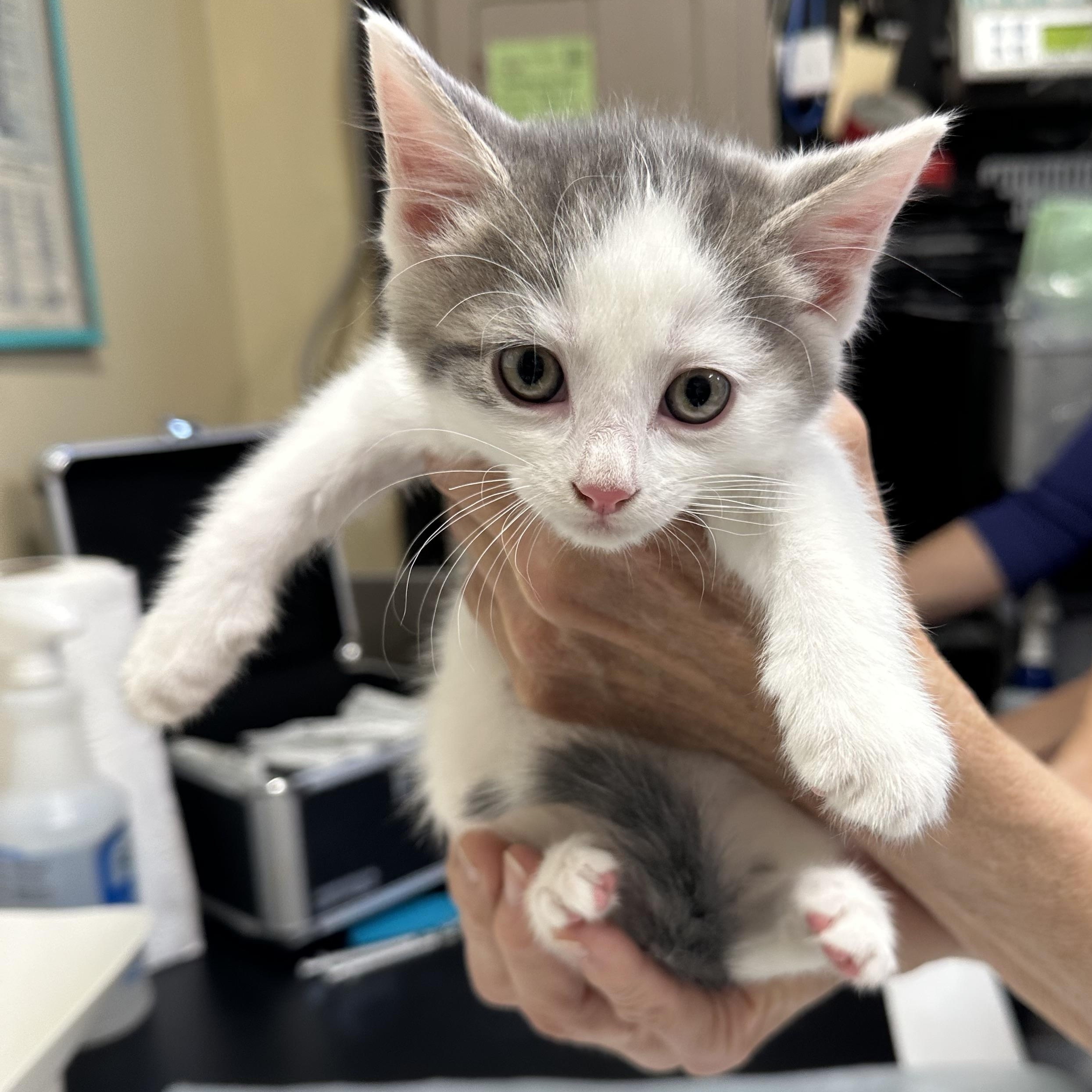 K Kittens, ADOPTABLE, Kitten Female Domestic Short Hair.
