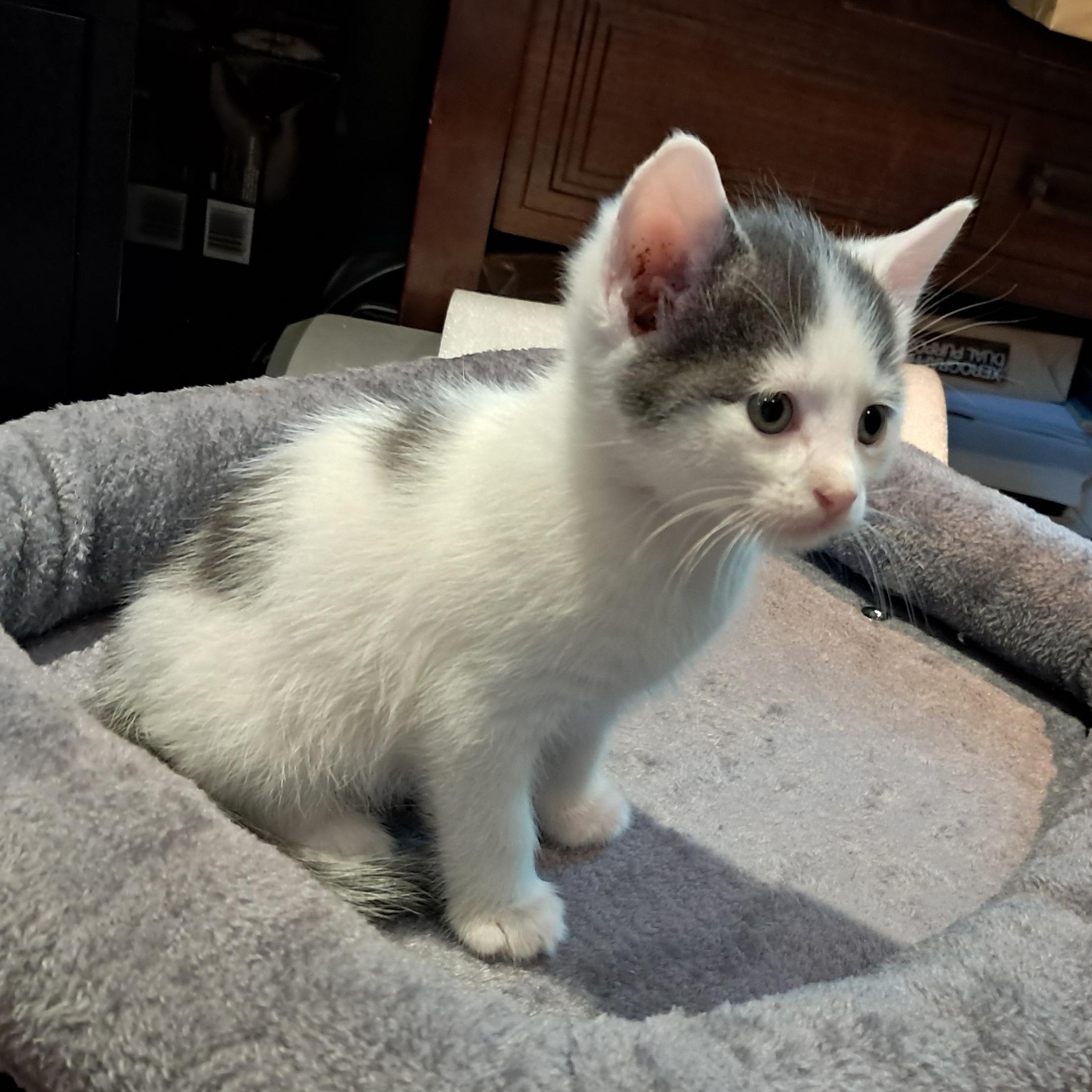 Enlarge K Kittens, a ADOPTABLE Domestic Short Hair in Clifton, NJ image 3/6