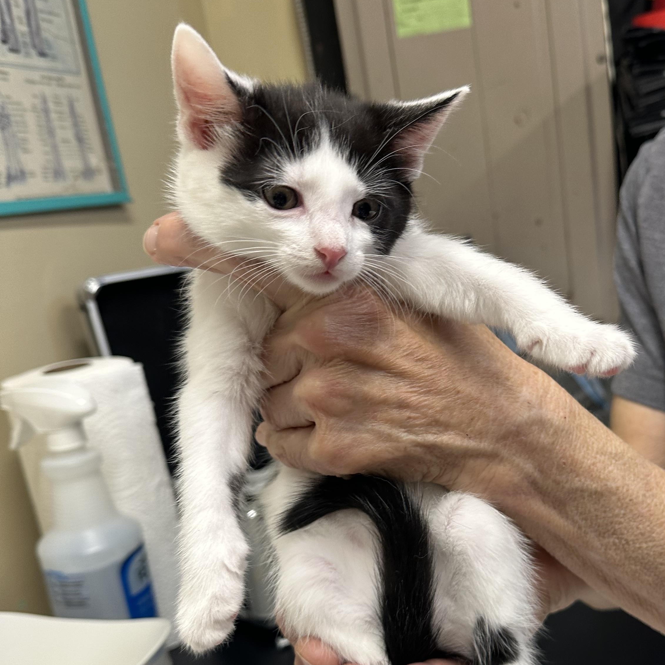 K Kittens, a ADOPTABLE Domestic Short Hair in Clifton, NJ image 5/6