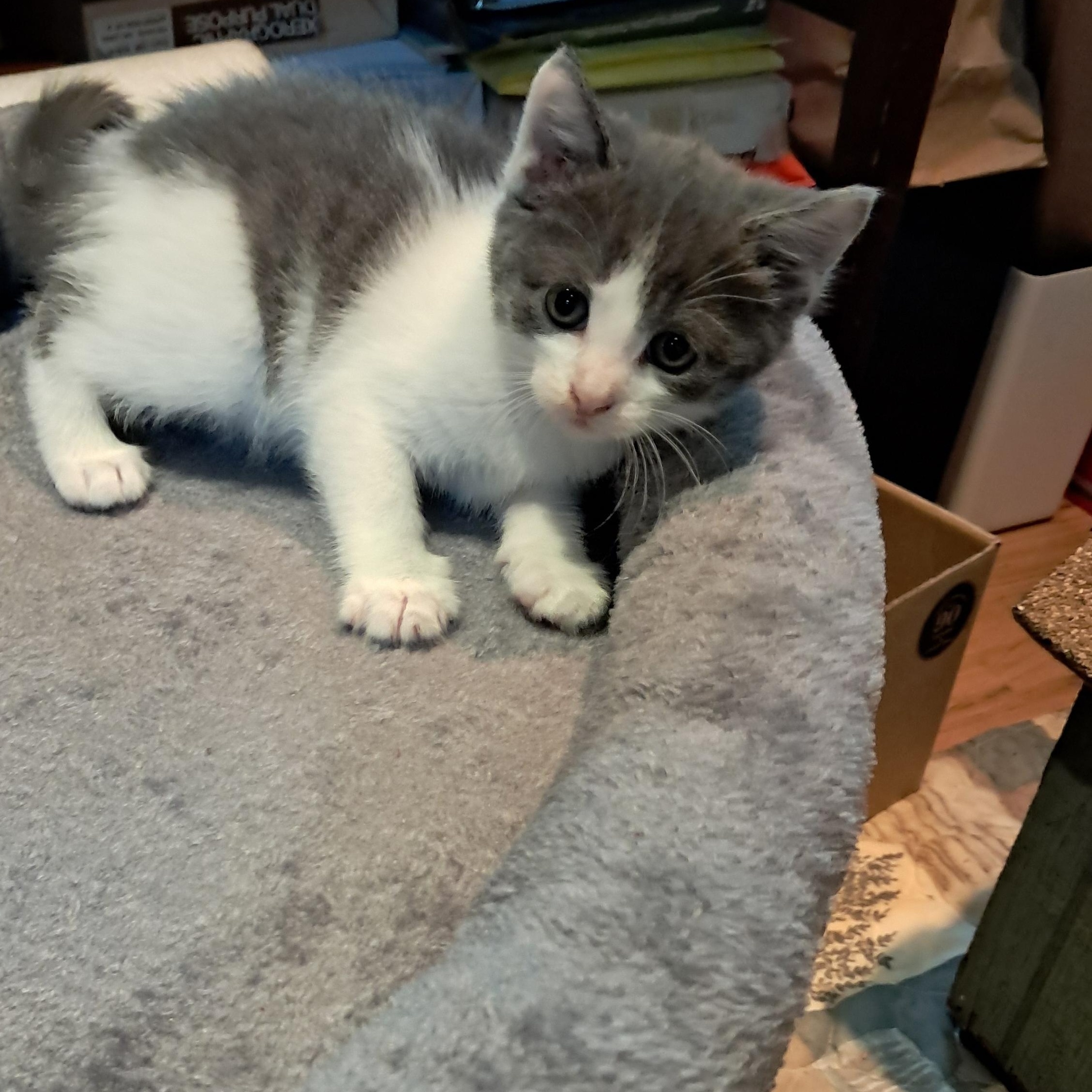 K Kittens, a ADOPTABLE Domestic Short Hair in Clifton, NJ image 4/6