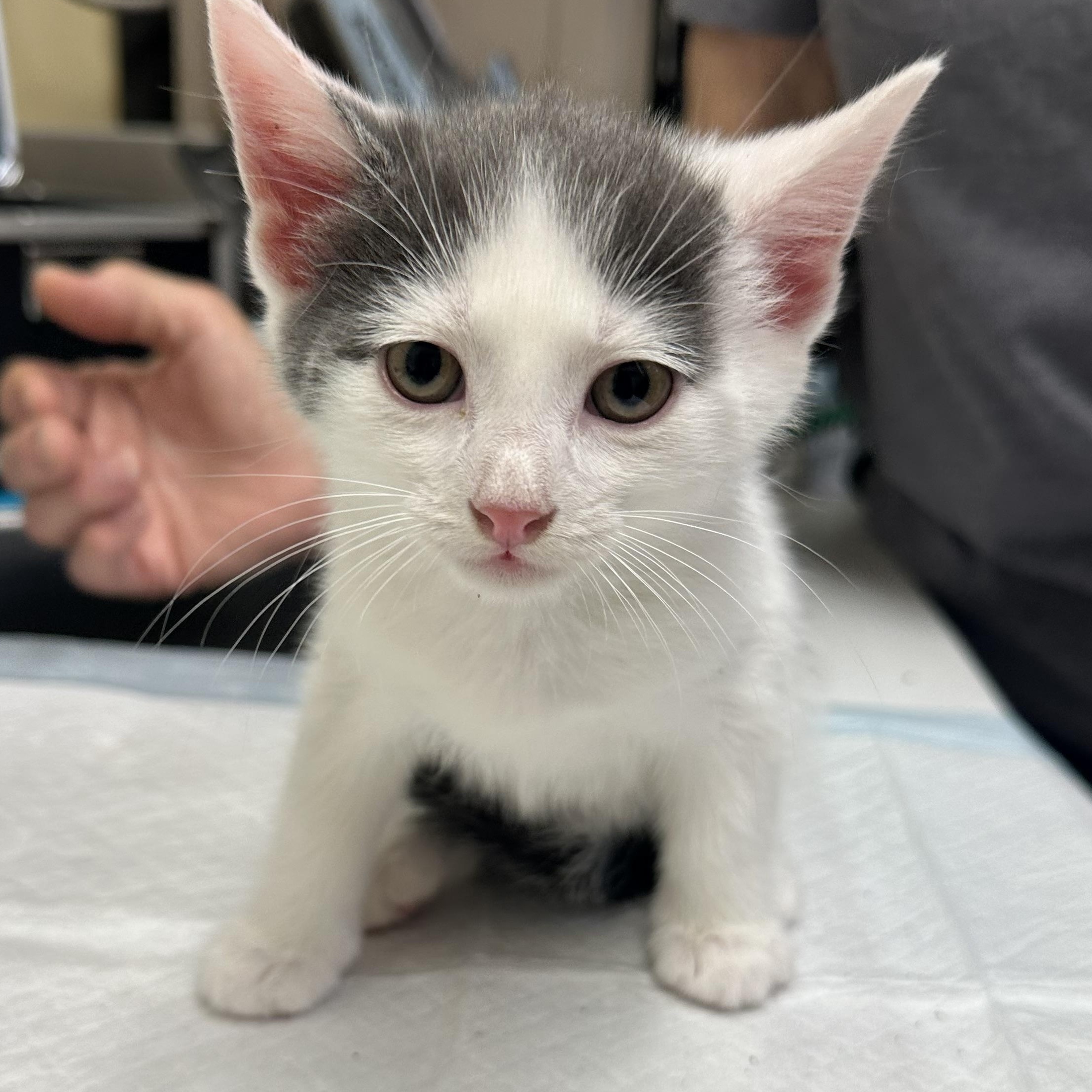 Enlarge K Kittens, a ADOPTABLE Domestic Short Hair in Clifton, NJ image 6/6