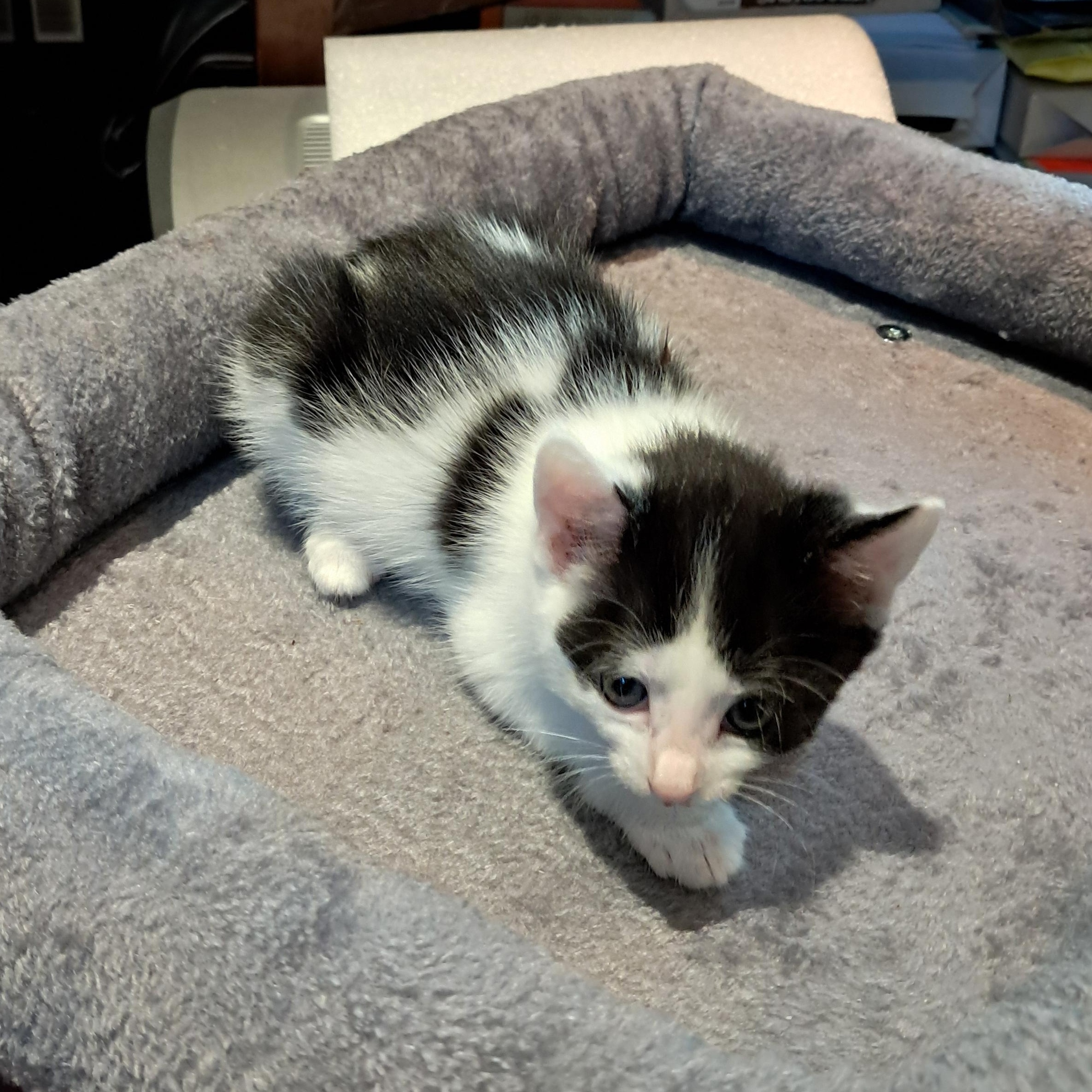 K Kittens, a ADOPTABLE Domestic Short Hair in Clifton, NJ image 2/6