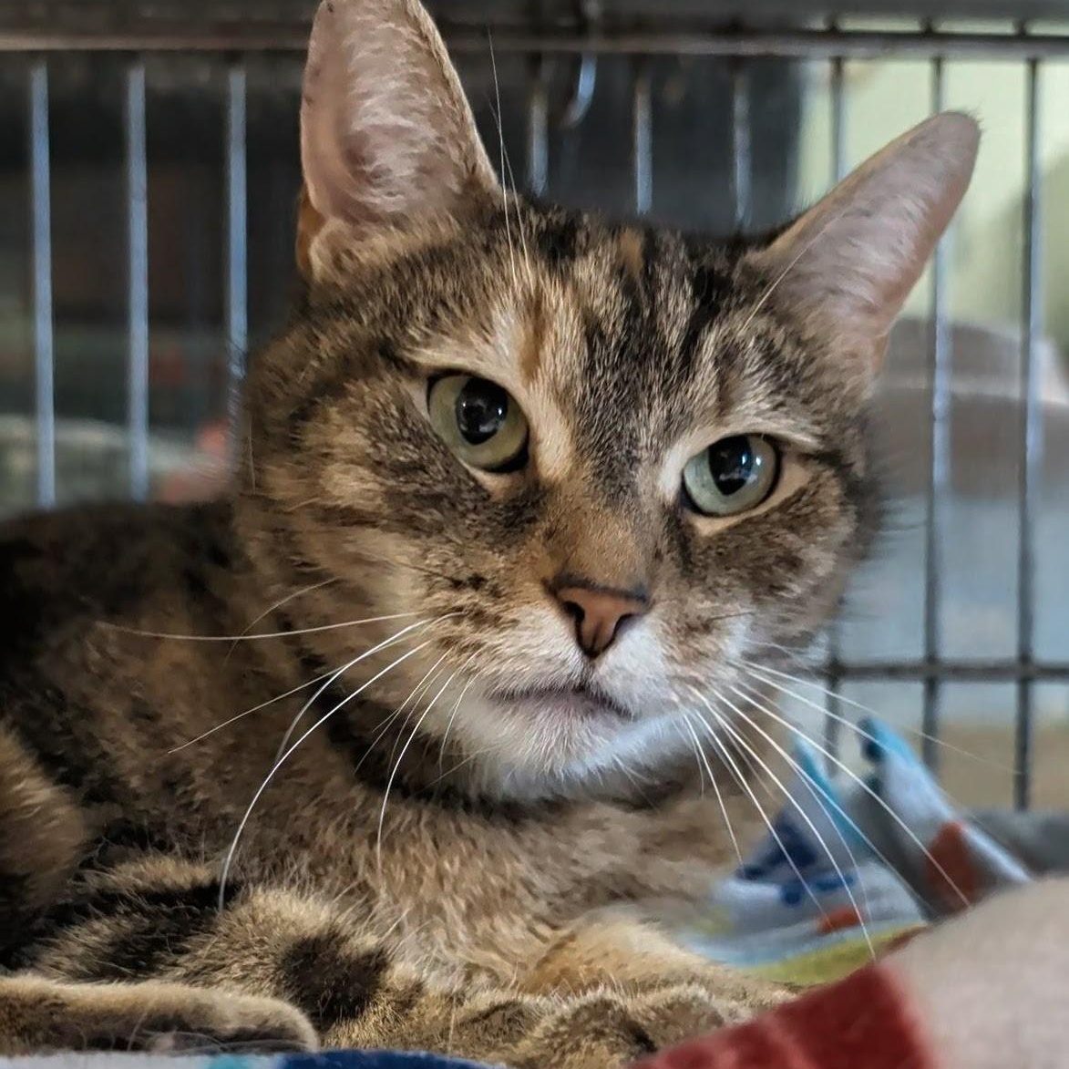 Lunar, a Adoptable Domestic Short Hair in West Jefferson, OH image 4/6