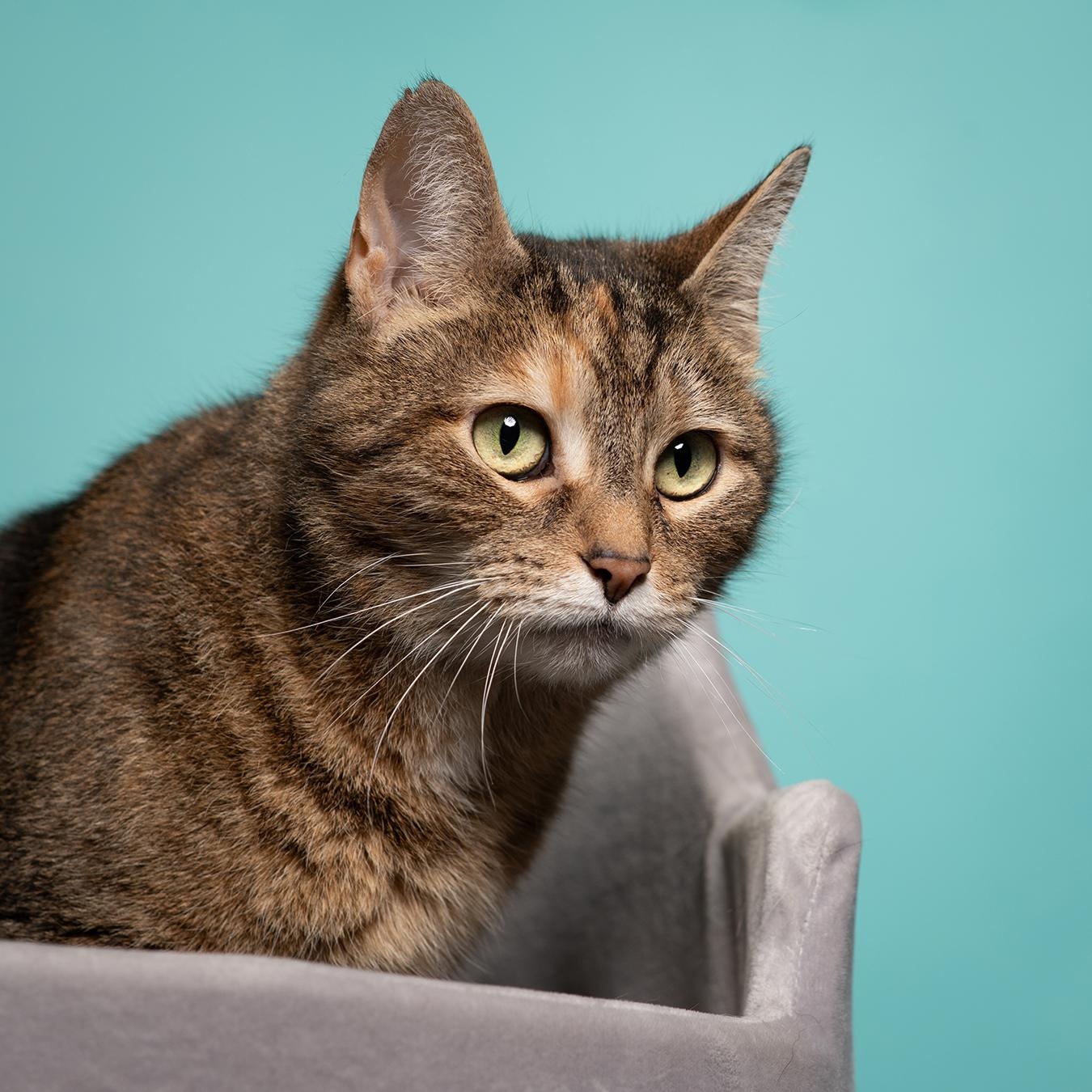 Lunar, a Adoptable Domestic Short Hair in West Jefferson, OH image 3/6