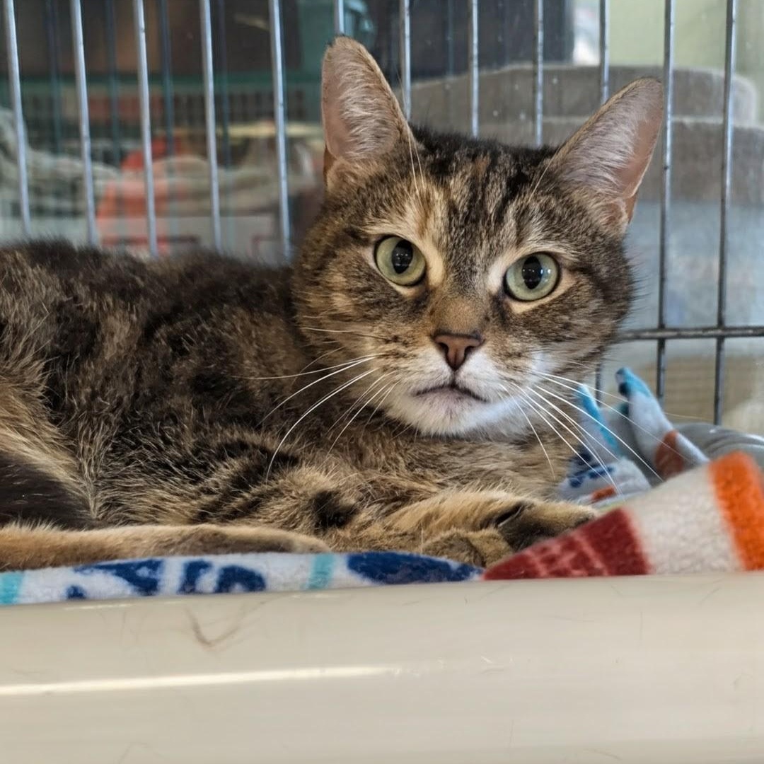 Lunar, a Adoptable Domestic Short Hair in West Jefferson, OH image 5/6