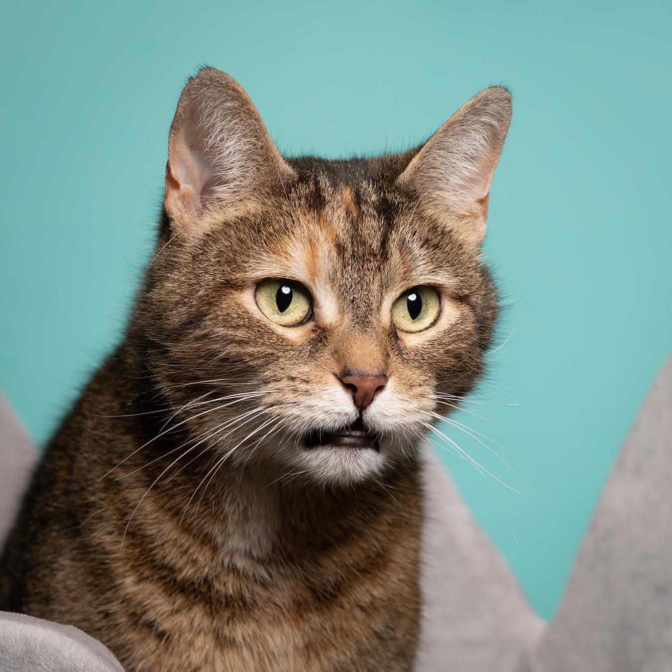 Lunar, Adoptable, Adult Female Domestic Short Hair.