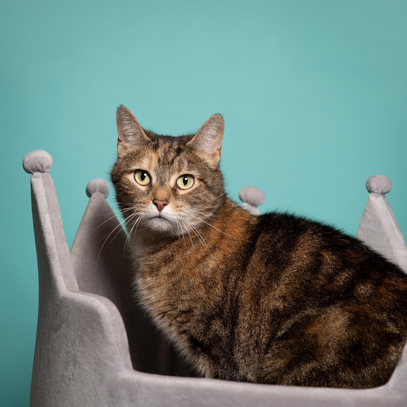Lunar, a Adoptable Domestic Short Hair in West Jefferson, OH image 2/6