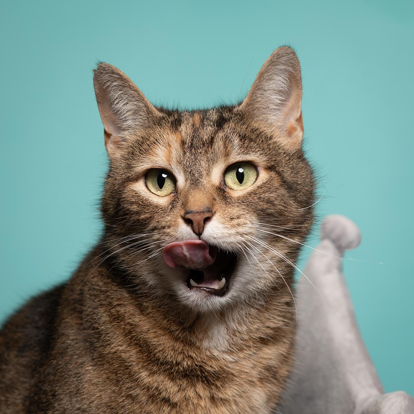 Lunar, a Adoptable Domestic Short Hair in West Jefferson, OH image 6/6