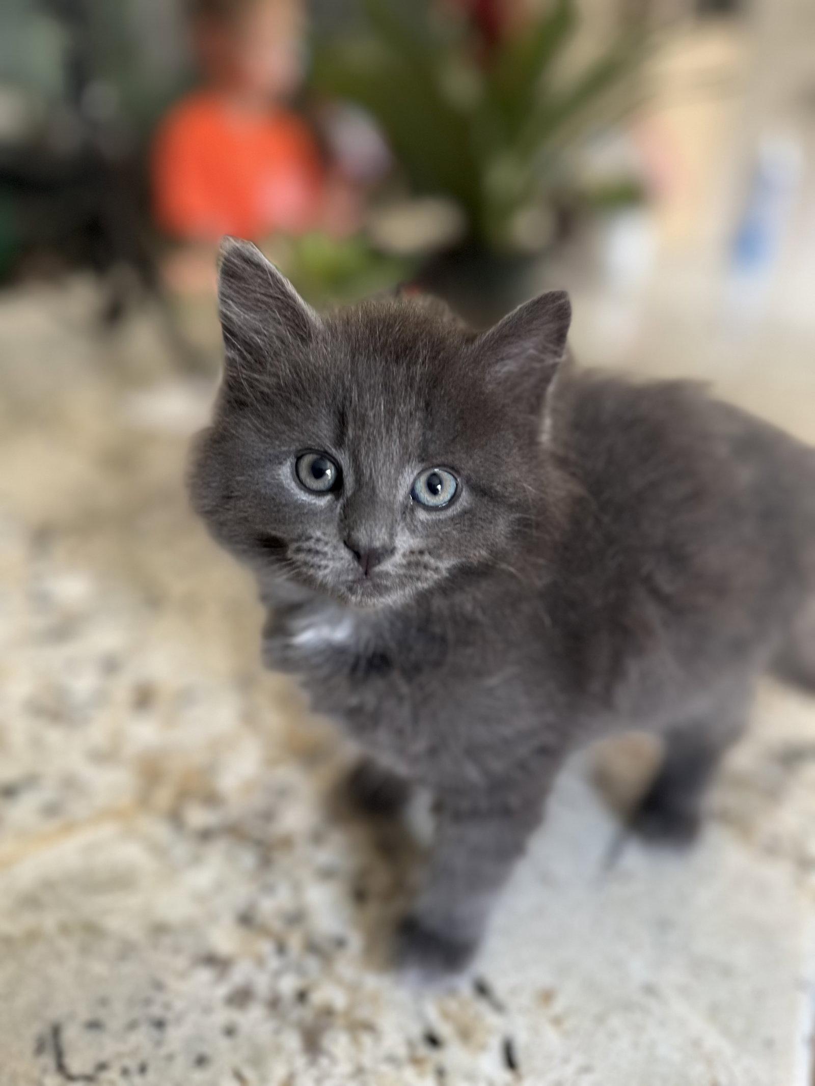 Graycie, Adopted, Young Female Domestic Long Hair.
