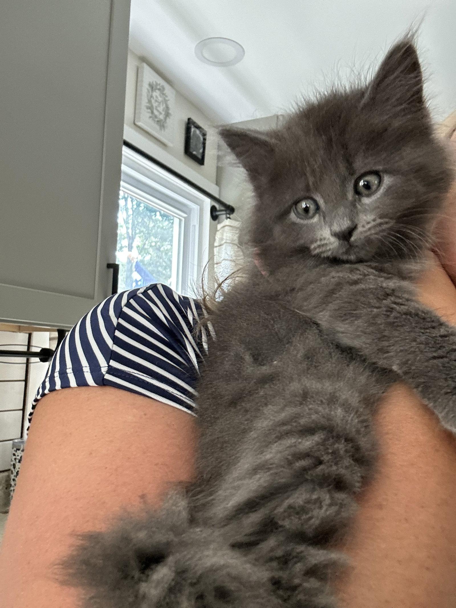 Graycie, a Adopted Domestic Long Hair in Forest Hill, MD image 2/3