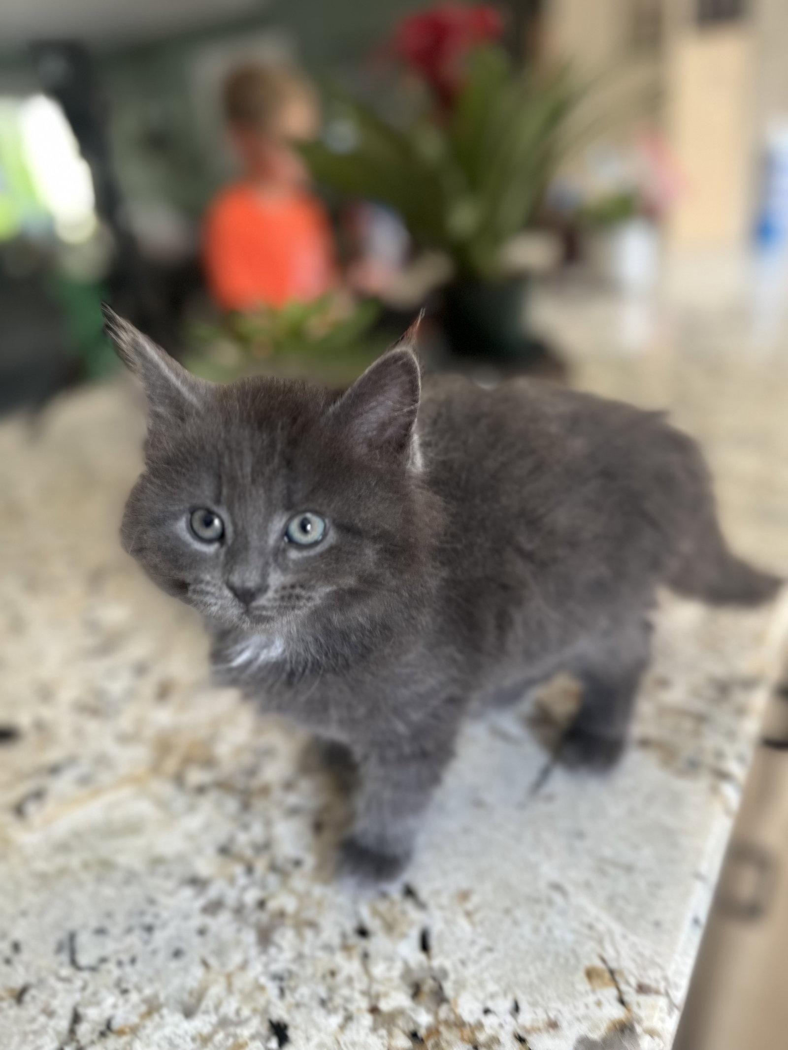 Graycie, a Adopted Domestic Long Hair in Forest Hill, MD image 3/3