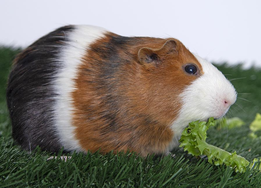 Enlarge Luma, a ADOPTABLE Guinea Pig in Chicago, IL image 5/5