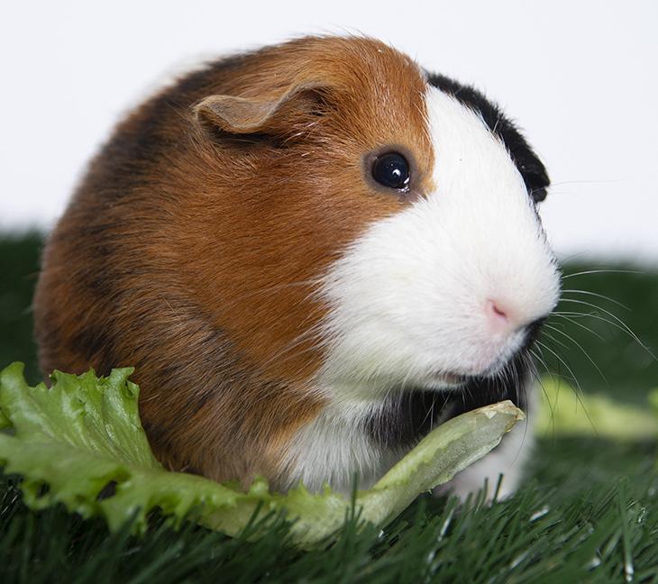 Enlarge Luma, a ADOPTABLE Guinea Pig in Chicago, IL image 3/5