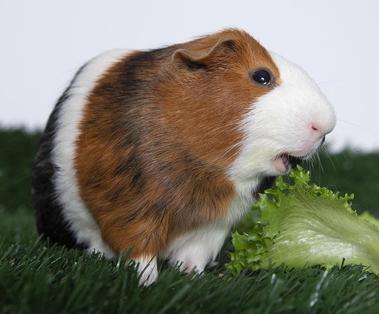 Enlarge Luma, a ADOPTABLE Guinea Pig in Chicago, IL image 2/5