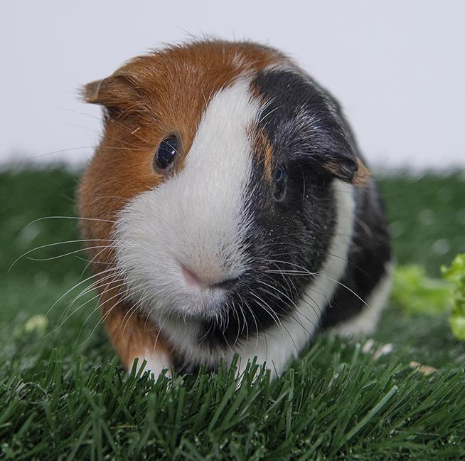 Enlarge Luma, a ADOPTABLE Guinea Pig in Chicago, IL image 1/5