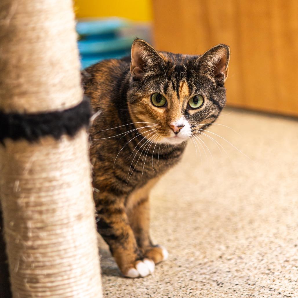 Enlarge Miss Krampus (Bonded with Christmas Chili), a Adoptable Domestic Short Hair in Wilmington, DE image 2/6