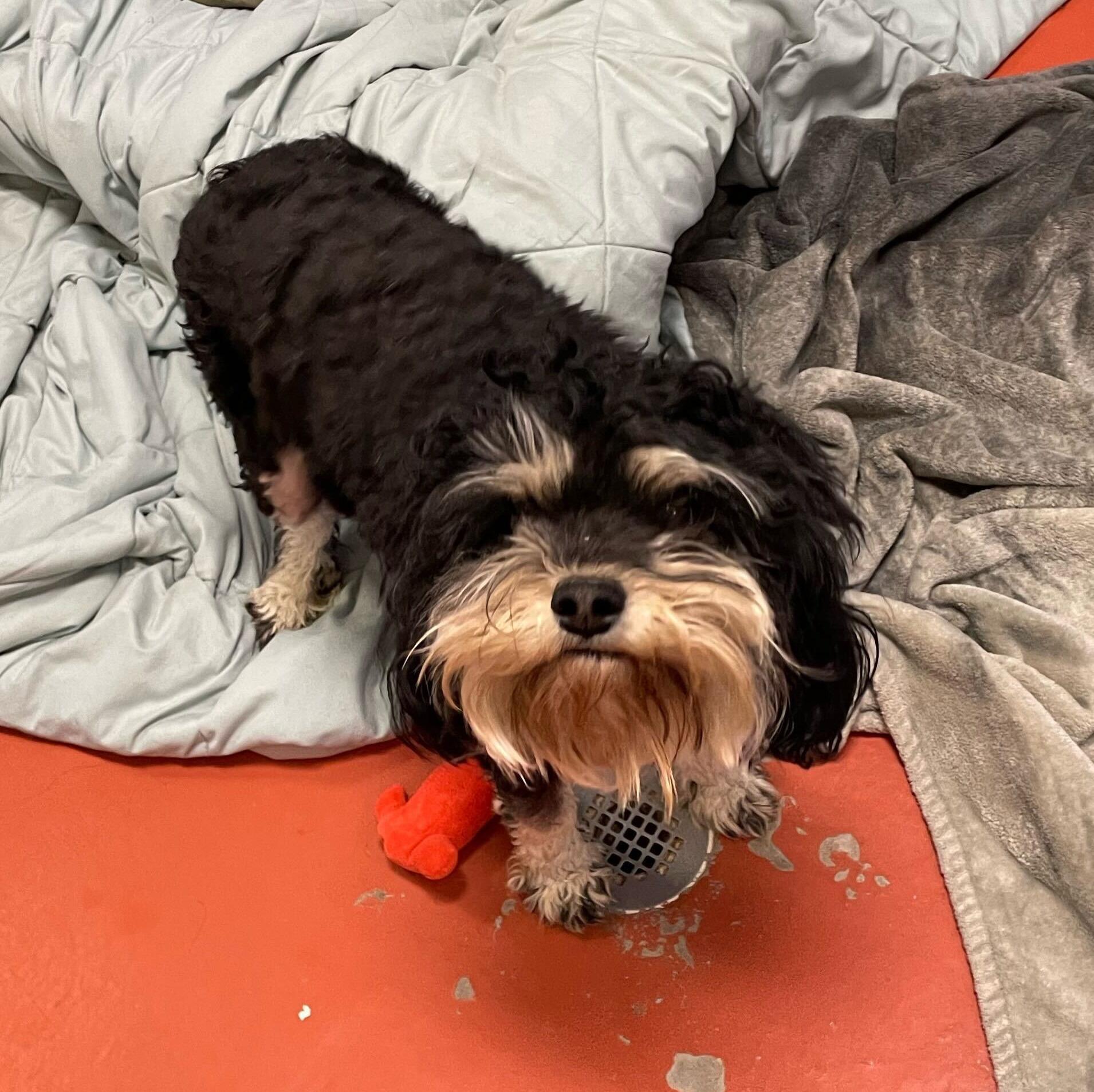 Ferb, adopted, Adult Male Shih Tzu & Mixed Breed.