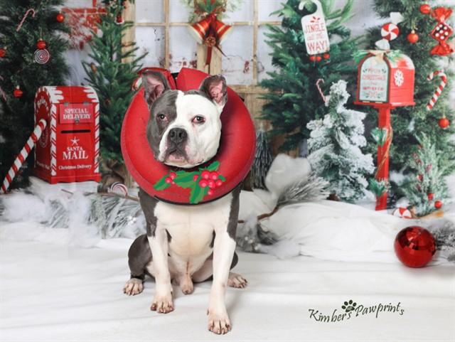 SLONCH, Adoptable, Adult Male American Bulldog & Mixed Breed.