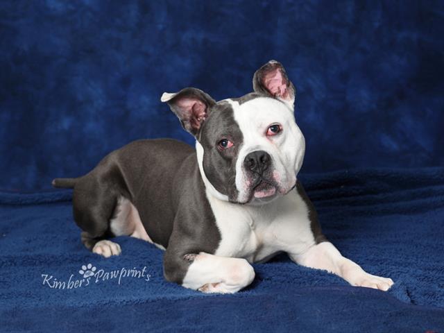 SLONCH, Adoptable, Adult Male American Bulldog & Mixed Breed.