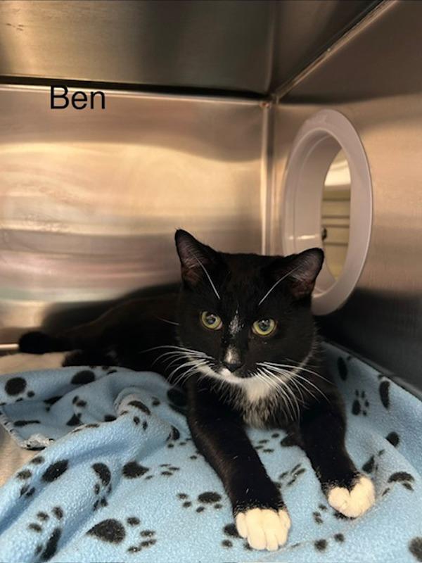 Enlarge Ben, a Adoptable mixed breed in Knoxville, TN image 1/1