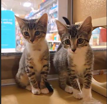 Nibbler, a Adoptable mixed breed image 3/4