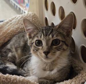 Nibbler, Adoptable, Kitten Female Calico & Tabby.