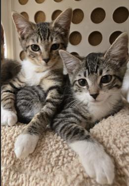 Nibbler, a Adoptable mixed breed image 4/4