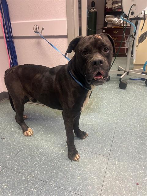 DOZER, Adoptable, Adult Male Cane Corso & Boxer.