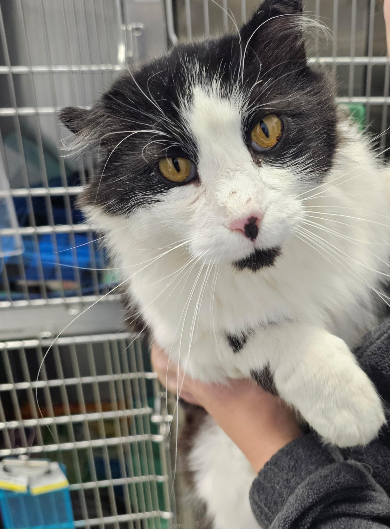 Enlarge Isaac, a Adoptable Domestic Long Hair in Dickinson, ND image 1/1