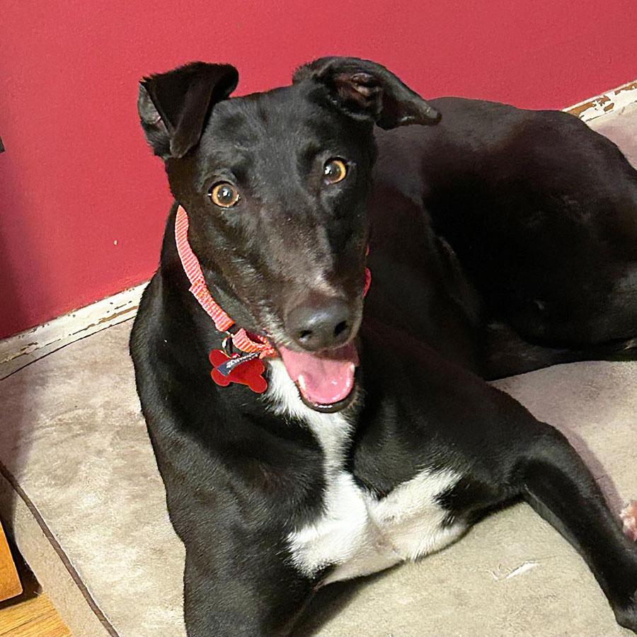 Bella, a ADOPTABLE Greyhound in Ware, MA image 2/3