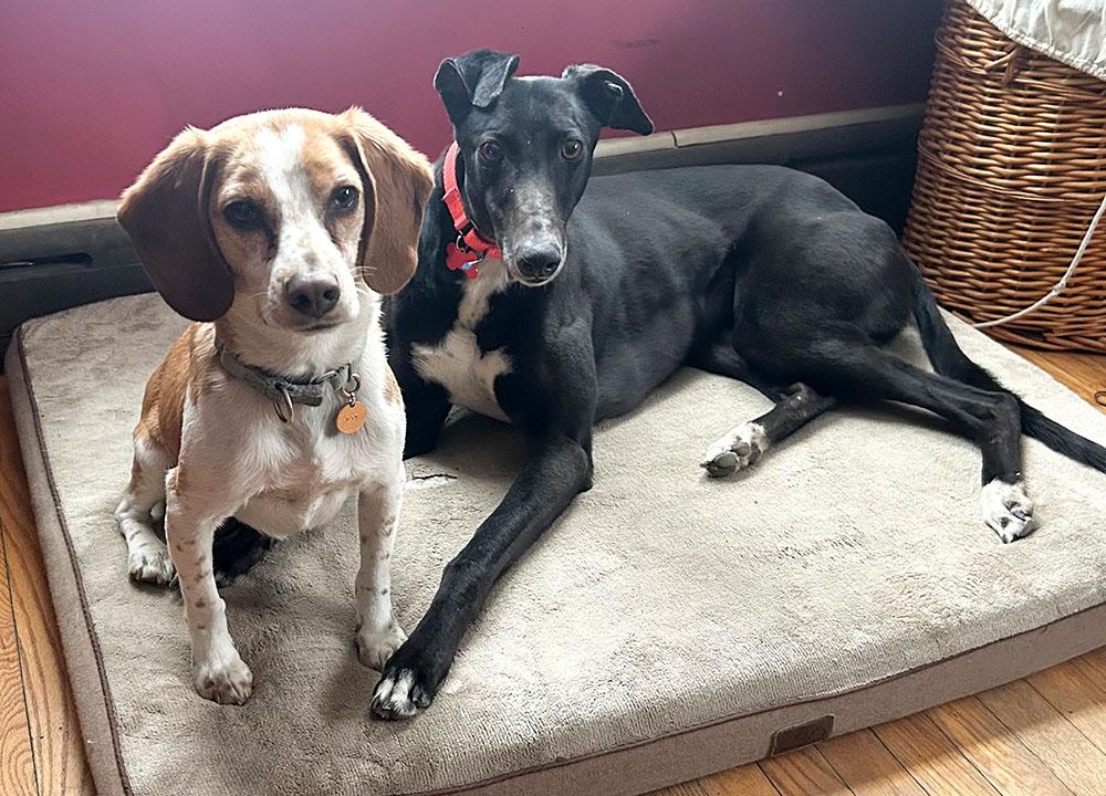 Bella, a ADOPTABLE Greyhound in Ware, MA image 3/3