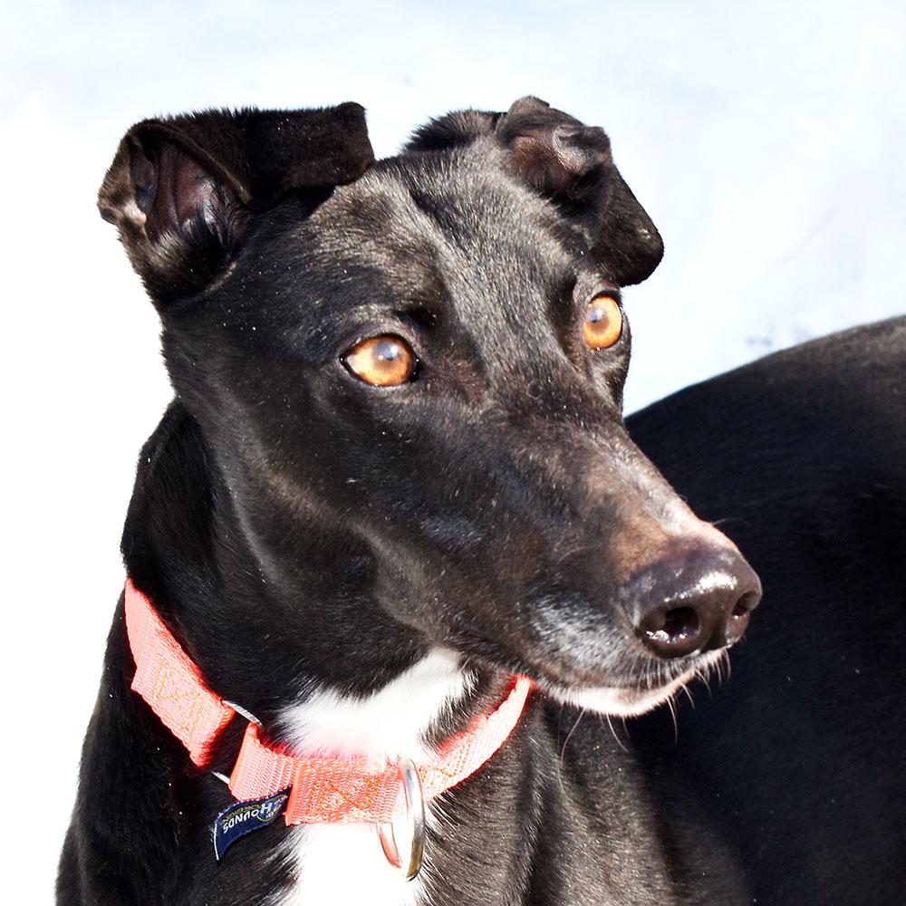 Bella, ADOPTABLE, Adult Female Greyhound.