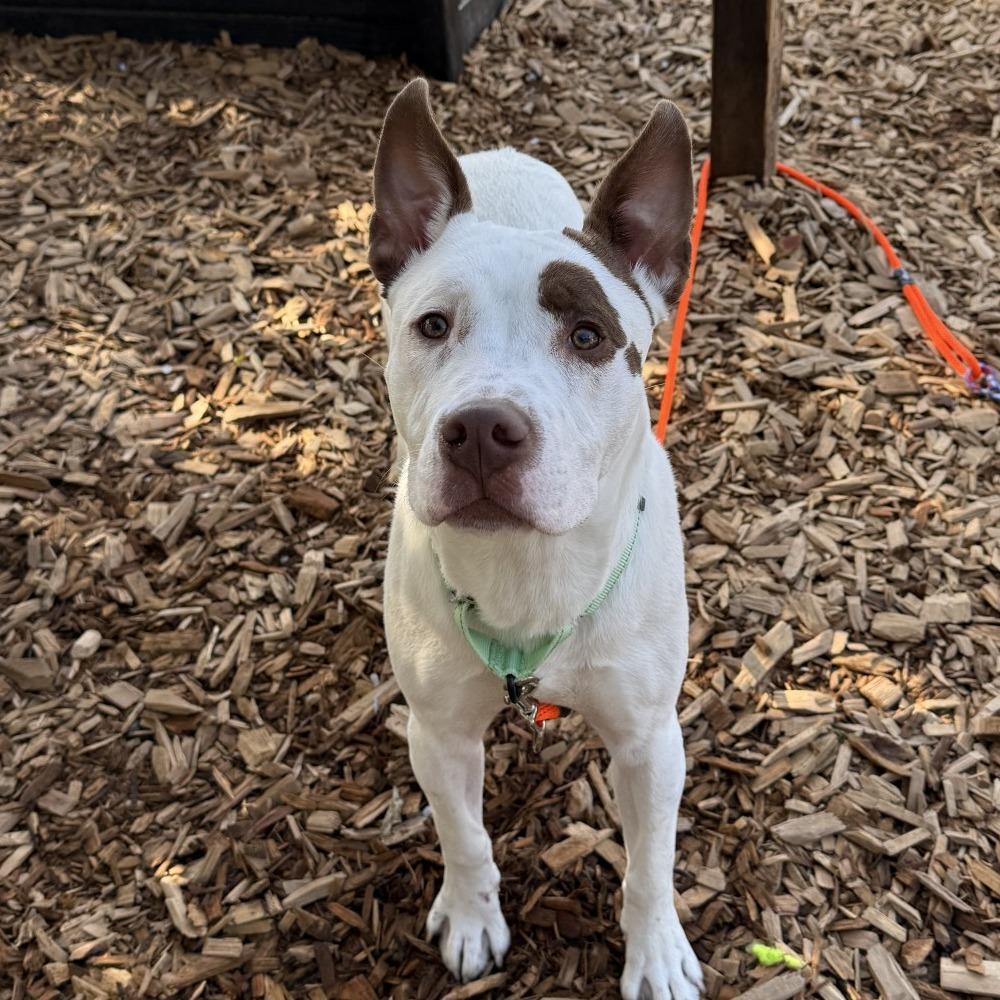 Enlarge Bruno, a Adoptable Pit Bull Terrier in Tacoma, WA image 1/1