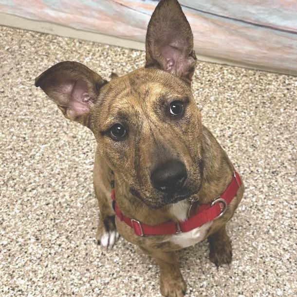 Enlarge Balboa, a Adoptable mixed breed in Cheyenne, WY image 4/4