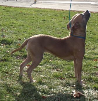 Enlarge Snowflake (9773), a ADOPTABLE mixed breed in Heath, OH image 2/2