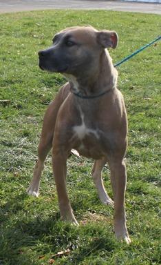 Snowflake (9773), ADOPTABLE, Adult Female Pit Bull Terrier.