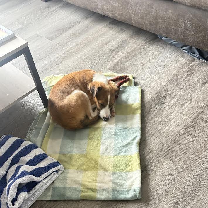 Enlarge Erick D71467, a Adoptable mixed breed in Minnetonka, MN image 1/5