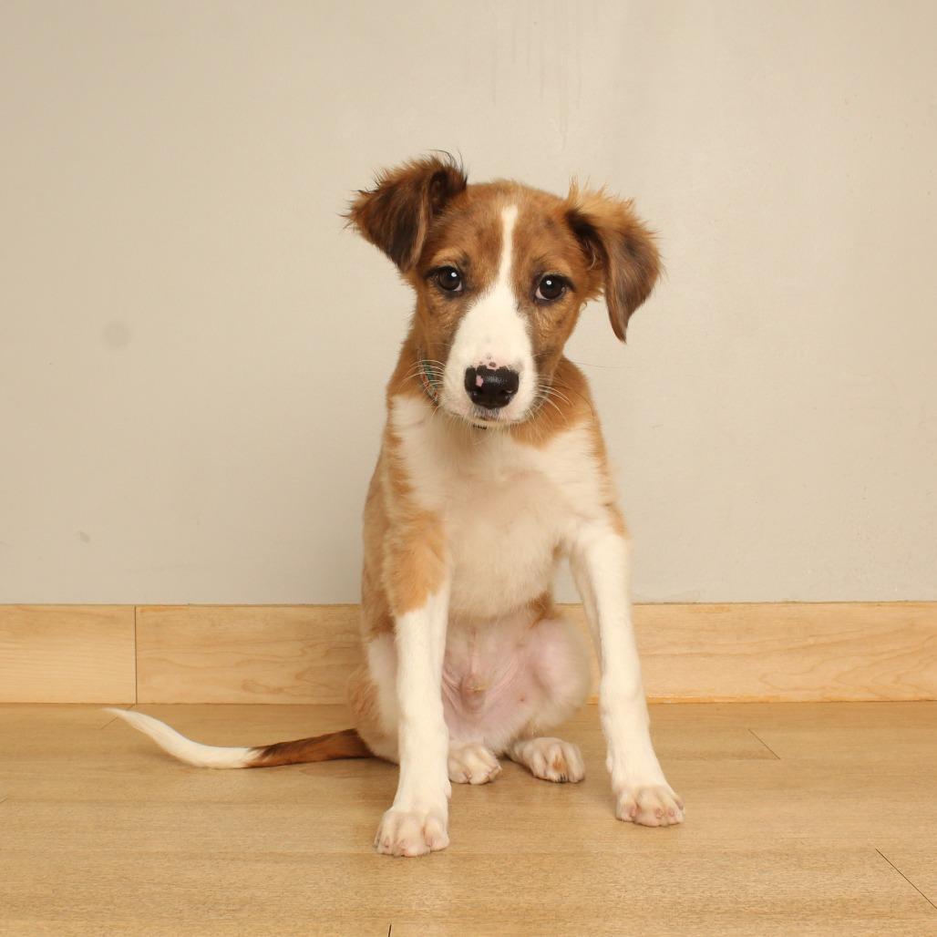 Enlarge Erick D71467, a Adoptable mixed breed in Minnetonka, MN image 2/5