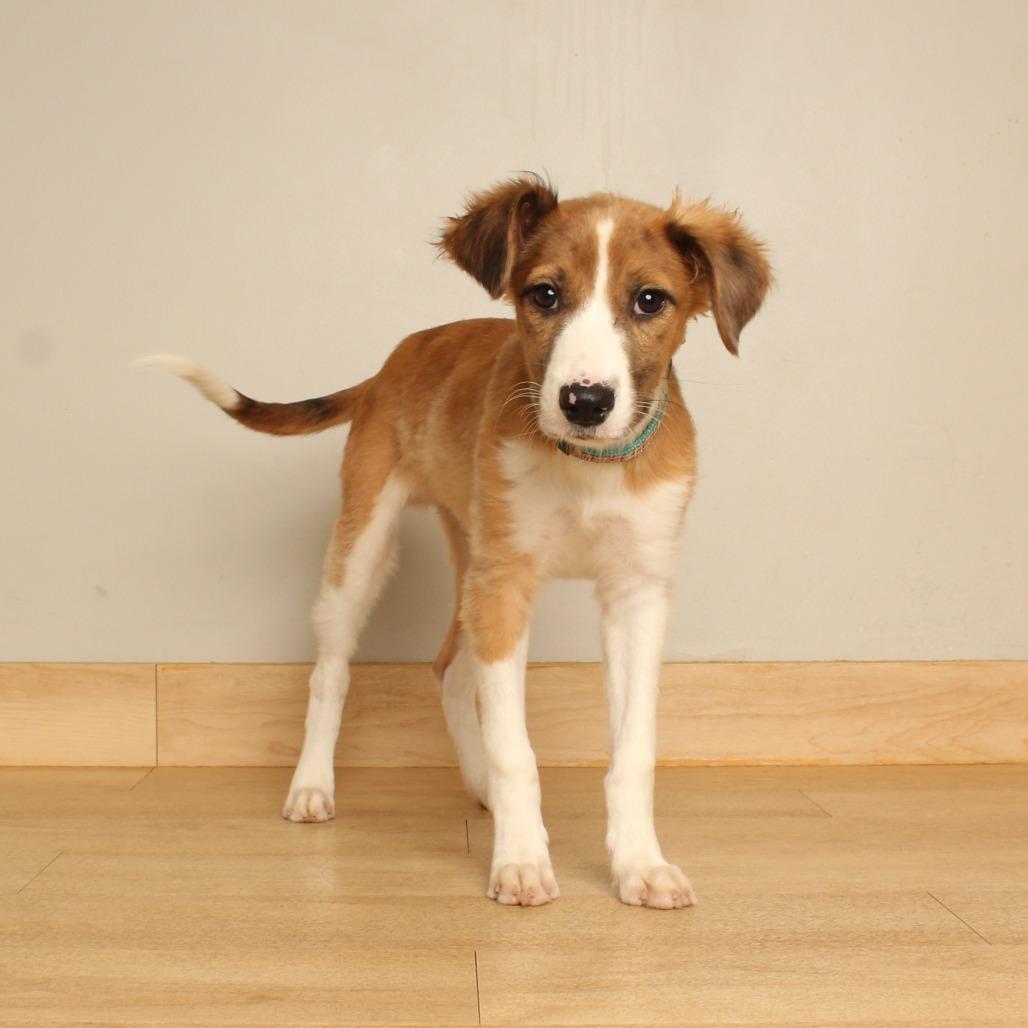 Enlarge Erick D71467, a Adoptable mixed breed in Minnetonka, MN image 3/5