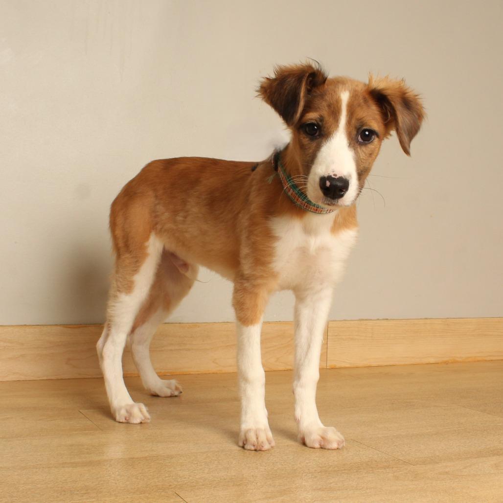 Enlarge Erick D71467, a Adoptable mixed breed in Minnetonka, MN image 4/5