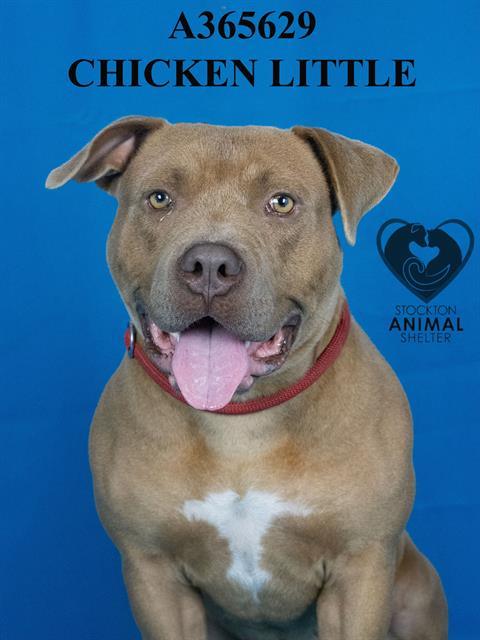 Chicken Little **Courtesy Post. Out of town pet. See below for details**