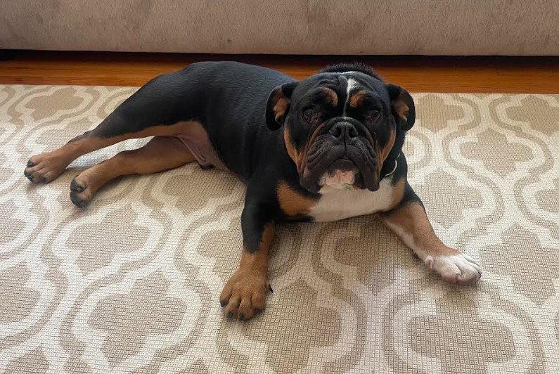 Tank, a Adopted English Bulldog in San Diego, CA image 1/3